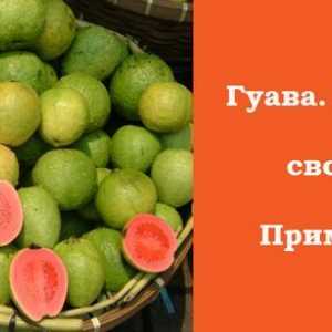 Guava i njen blagotvorni svojstva
