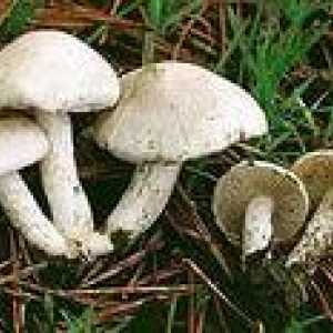 Otrovne gljive - podsjetnik na berač gljiva