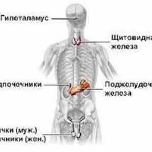 Endokrini sustav ljudske fiziologiji i patofiziologiji