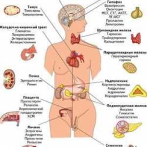 Endokrini sustav: njegova struktura, organa i rad funkcija