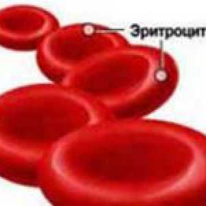 Crvene krvne stanice i njihova funkcija u krvi