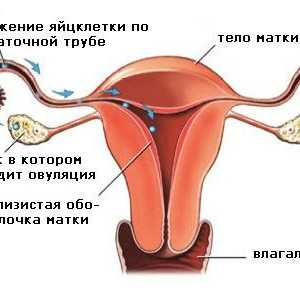 Kako izračunati mjesečnu ovulaciju?