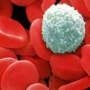 Kako povećati broj bijelih krvnih stanica