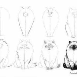 Kako crtati mačića 20 inkrementalni krugova objašnjenja