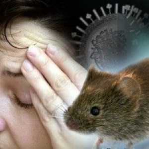 Kako ćete znati znakove miša groznice? Dijagnoza i liječenje.