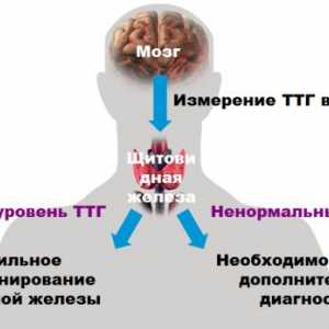 Što je stopa hormona TSH