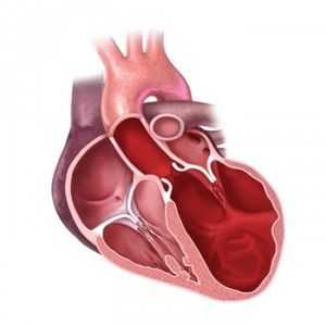 Kardiomiopatija u djece i odraslih: izgledu, obliku, simptomi, kako se postupa