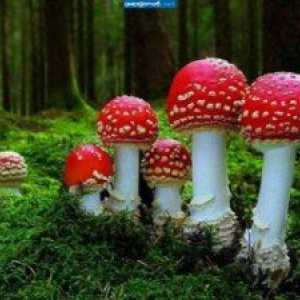Korisna svojstva gljiva. Je li opasno gljiva?