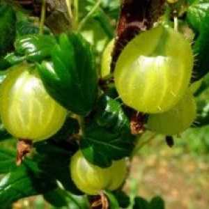 Gooseberries: korisna svojstva, metode primjene