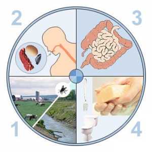 Za liječenje akutnog gastroenteritisa i hranu