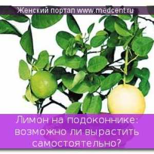 Limun na prozorskoj dasci: Je li moguće da raste svoj vlastiti?