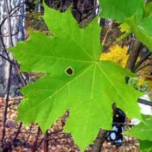 Maple lišće - ljekovita svojstva, indikacije za uporabu, recepti