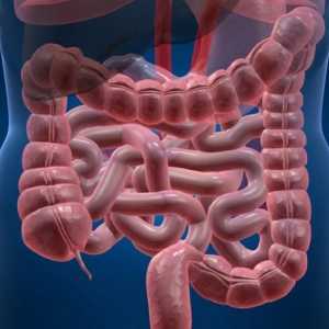 Crijevne giardijaza - simptomi i tretman