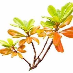 Tea stablo ulje za liječenje rinitisa