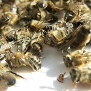 Mrtve pčele su korisne za srce, a oni su apsolutno bezopasne!