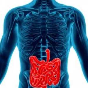 MR želuca i crijeva: moderna dijagnostika trbušne šupljine