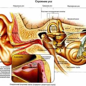 Najčešće bolesti uha