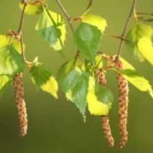 Infuzija breze pupoljaka: korisna svojstva, primjena pravila
