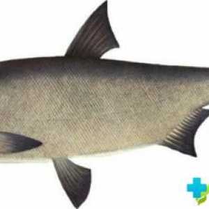 Low-fat riba: neke vrste i kako ga kuhati?