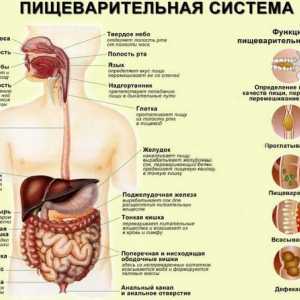 Bolan bol u želucu - posljedica problema s gastrointestinalnog trakta