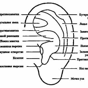 Opis strukture ljudskog uha