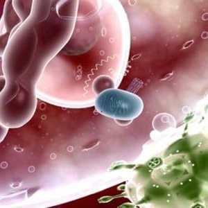 Značajke razvoja i liječenju virusa ljudske papiloma virus u muškaraca