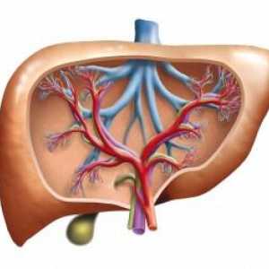 Značajke strukture jetre i ultrazvukom znakovi promjena difuznih u njemu
