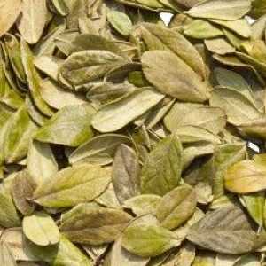 Uvarak borovnica list: jedinstven i siguran lijek iz prirode