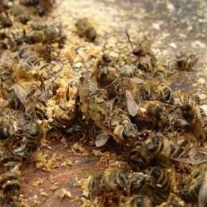 Pčelinji Podmore: korisne ili štetne za neobičan kolekcije?