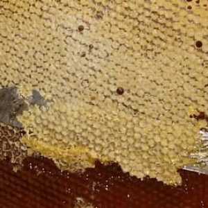 Pčelinji zabrus ojačati imunološki sustav i izliječiti mnoge bolesti