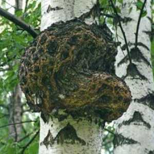 Korisna svojstva breza gljiva