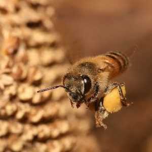 Korisna svojstva pčelinji pelud, liječnici znaju - oni rock!