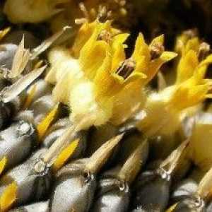 Koristi i štete od sjemena suncokreta