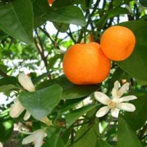 Prednosti mandarine