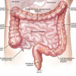 Znakovi i simptomi crijevnih dysbiosis kod žena