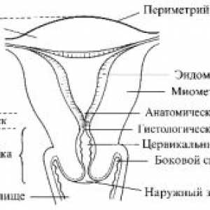 Posljedice nastanak i razvoj mioma u trudnoći