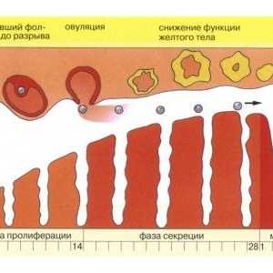 Uzroci smeđe pražnjenja tijekom ovulacije