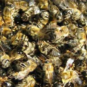 Primjena pčelinjeg Podmore vas spasiti od raka i druge više sile!