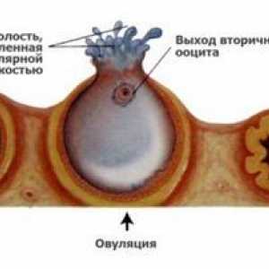 Uzroci krvi za vrijeme ovulacije