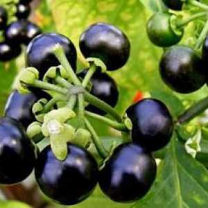 Sunberry: korisna svojstva i kontraindikacije