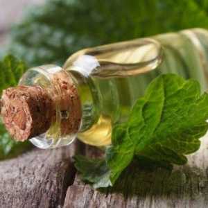 Najširi raspon korisnih svojstava melise ulje za ljepotu i zdravlje