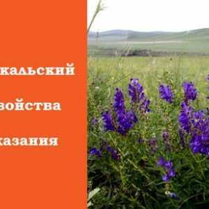 Bajkalsko kapica: svojim ljekovitim svojstvima i kontraindikacije