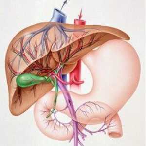 Simptomi bolesti jetre - glavne dijagnostičke kriterije