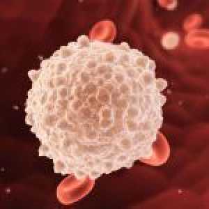 Sadržaj leukocita u krvi tijekom trudnoće