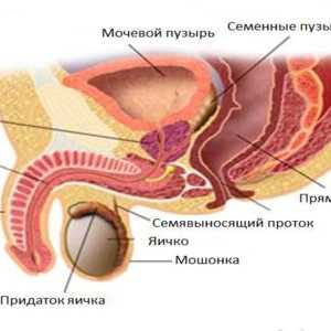 Struktura i svojstva funkcioniranje prostate