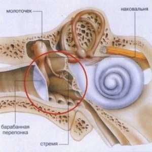 Struktura i unutarnje bolesti uha