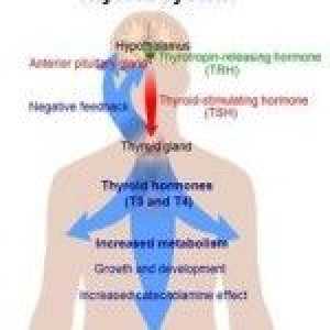 TSH hormon hipofize: definicija ispravka norme i odstupanja
