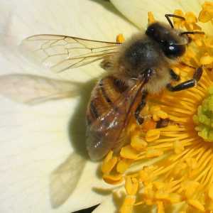 Kukci bites. prve pomoći