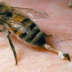 Ubodi pčela i Hornets