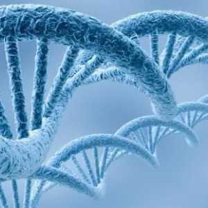 Specifičnost vrsta DNA molekula
